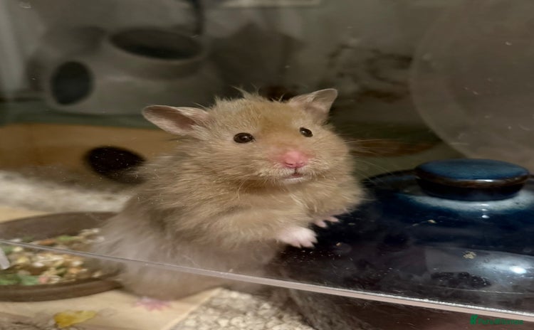 Hamster rodents - Advert 6
