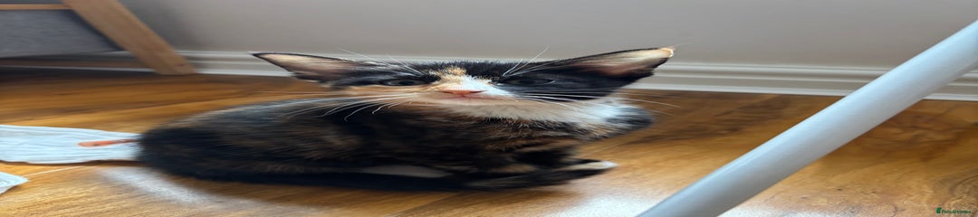  Kitten 3