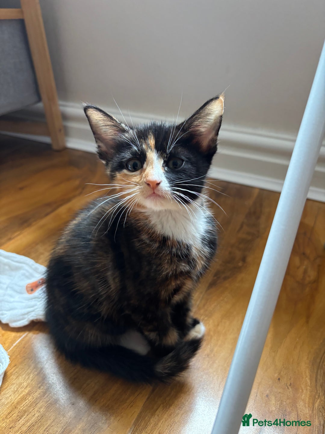 Domestic Shorthair cats for sale: KITTEN 3 NEEDS A HOME Tortie/ Calico (Female)  - Image 5