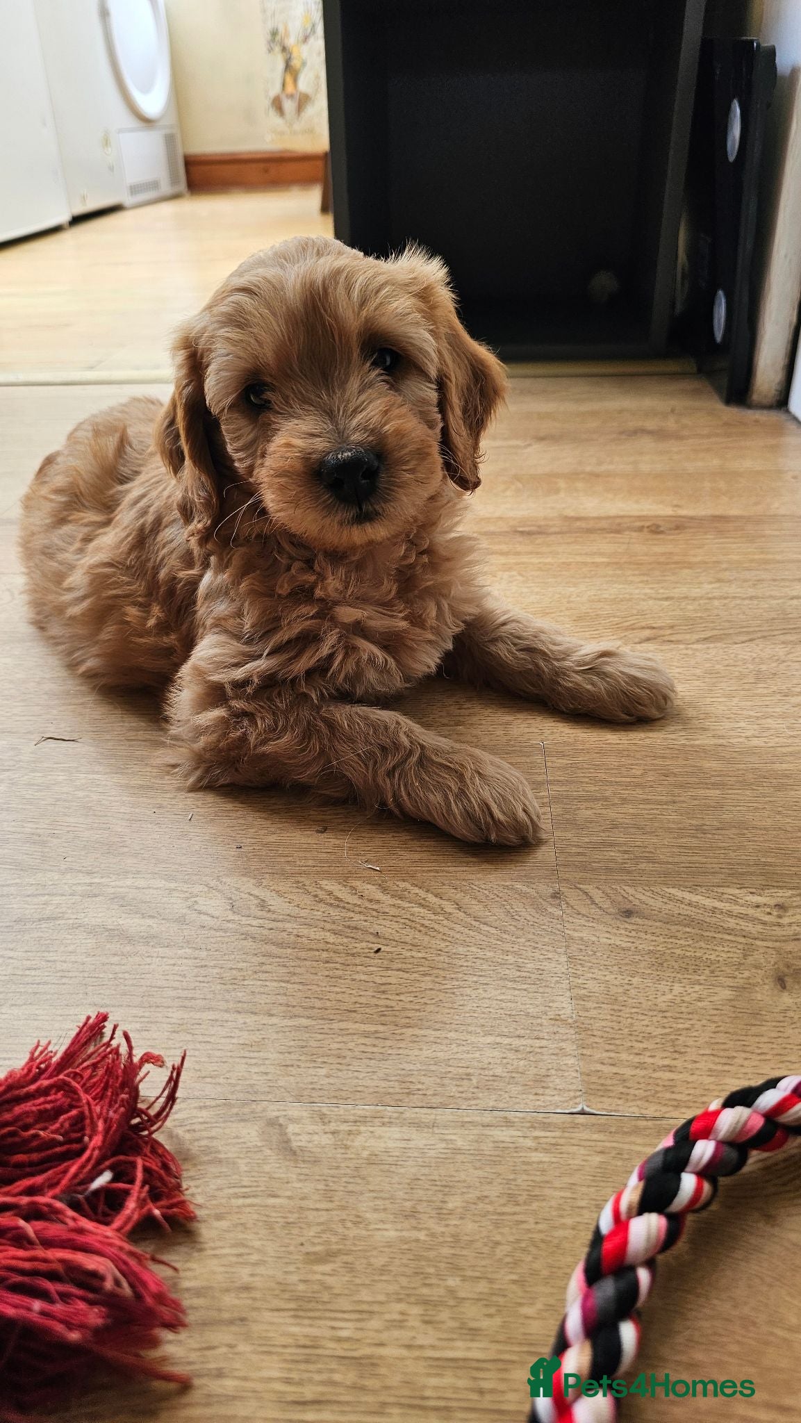 Mini Goldendoodle dogs Smallest Beautiful Mini Goldendoodle BOY available - Advert 2