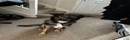 Mixed Breed dogs for sale: Spirit  - Advert 1