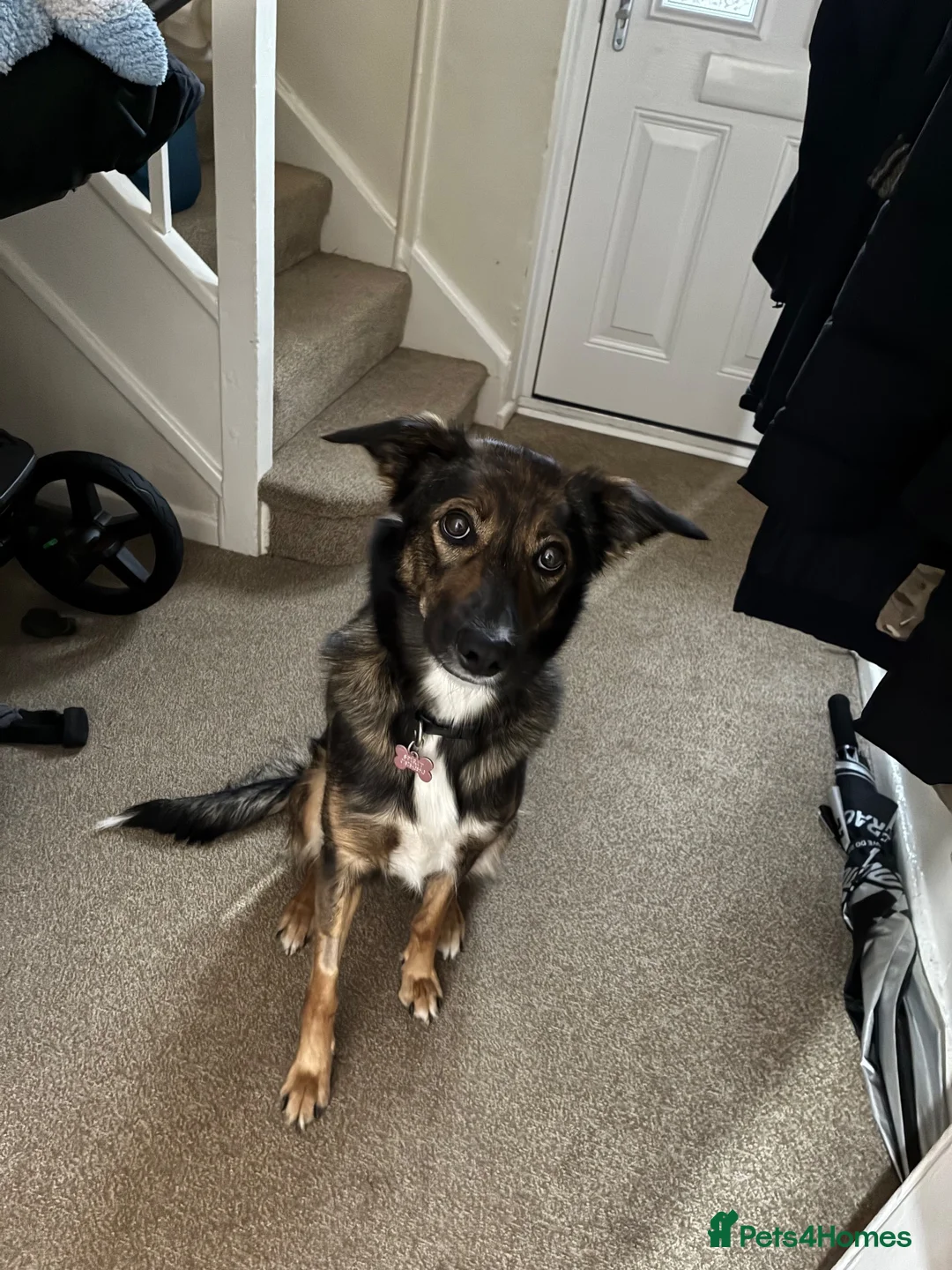 Mixed Breed dogs for sale: Spirit  - Advert 1