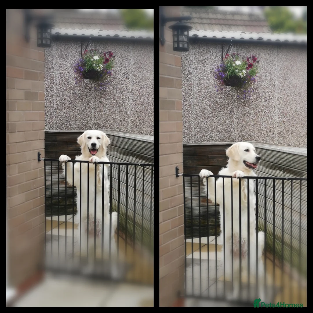 Golden Retriever dogs for sale: Pedigree Golden Retreiver SPAYED - Advert 4