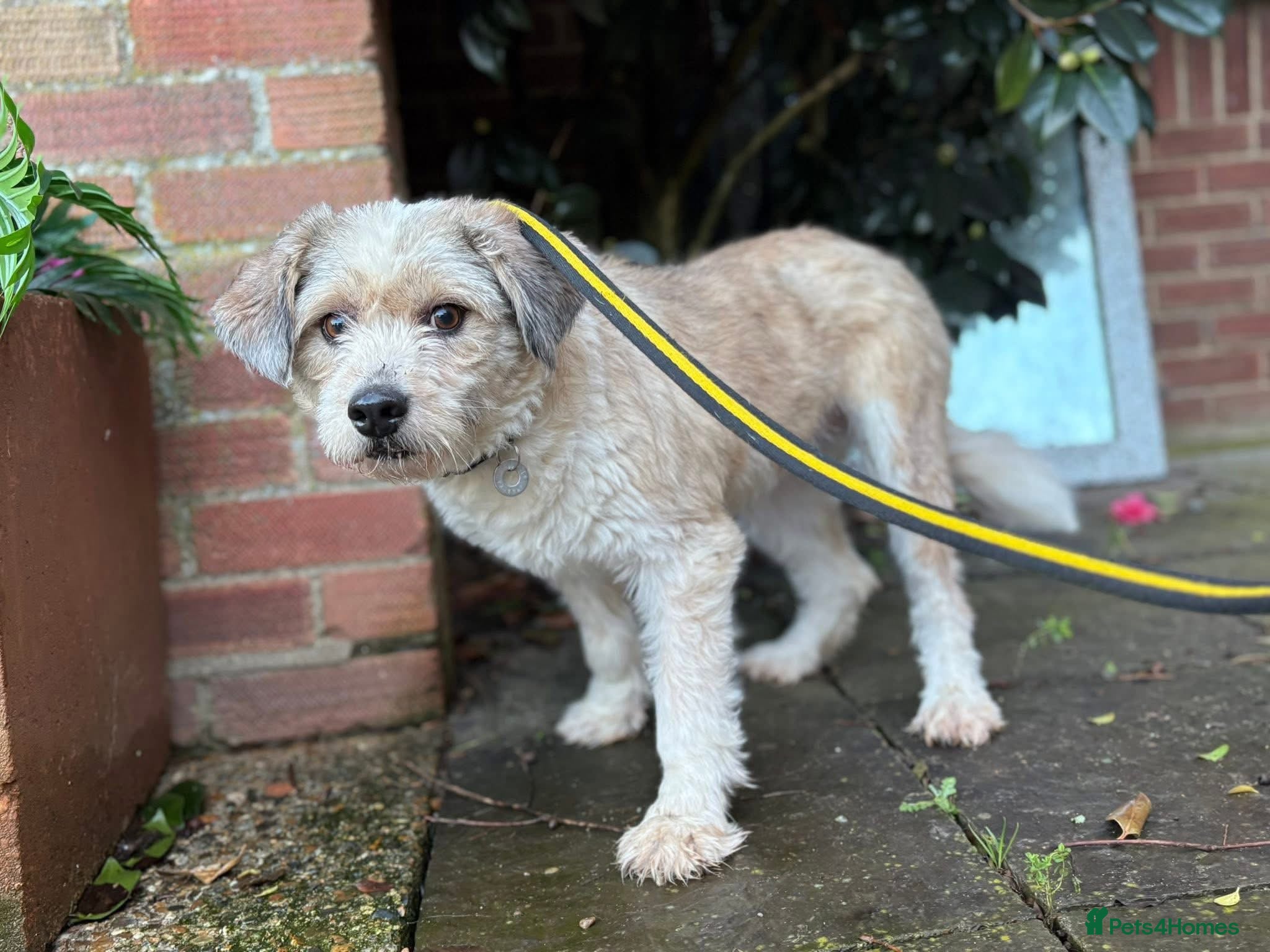 Mixed Breed dogs Kim - Norwich Norfolk  - Advert 5