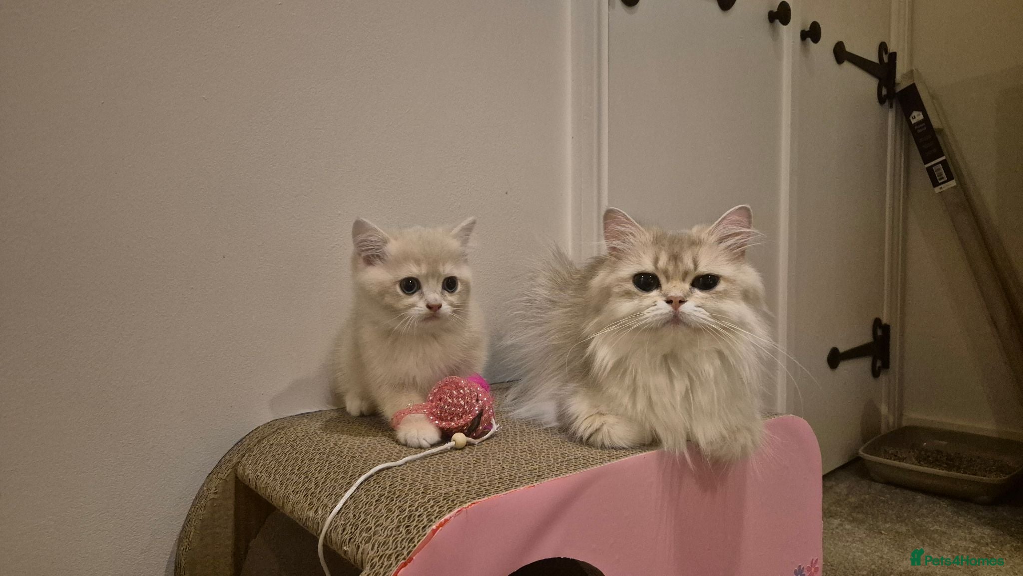 British Shorthair cats The Tik Tok Party kittens  - Advert 2