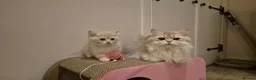 British Shorthair cats for sale: The Tik Tok Party kittens  in Holsworthy - Advert 2