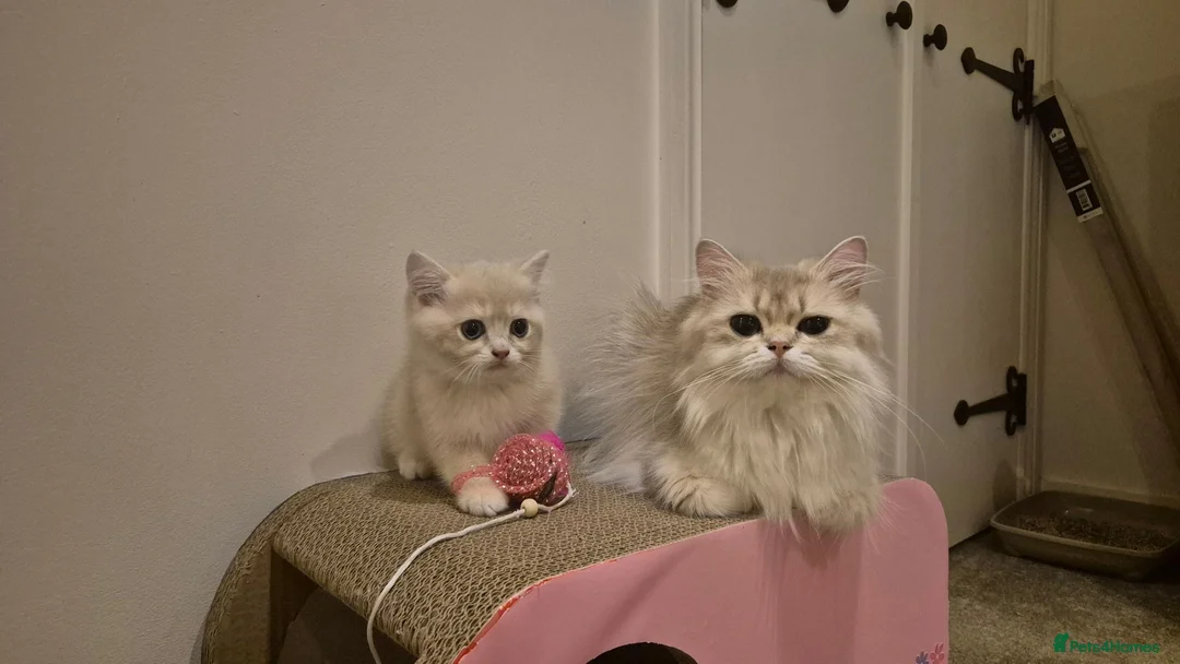 British Shorthair cats for sale: The Tik Tok Party kittens  in Holsworthy - Advert 2