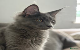 Maine Coon cats for sale: Maine Coon Kitten (Last of Litter Available Now) - Image 9