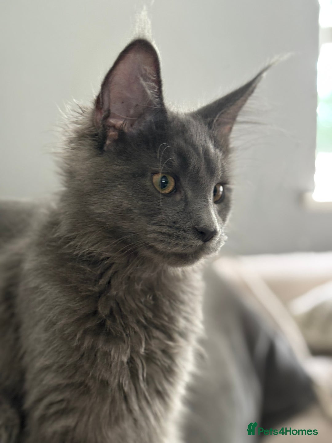 Maine Coon cats for sale: Maine Coon Kitten (Last of Litter Available Now) - Image 9
