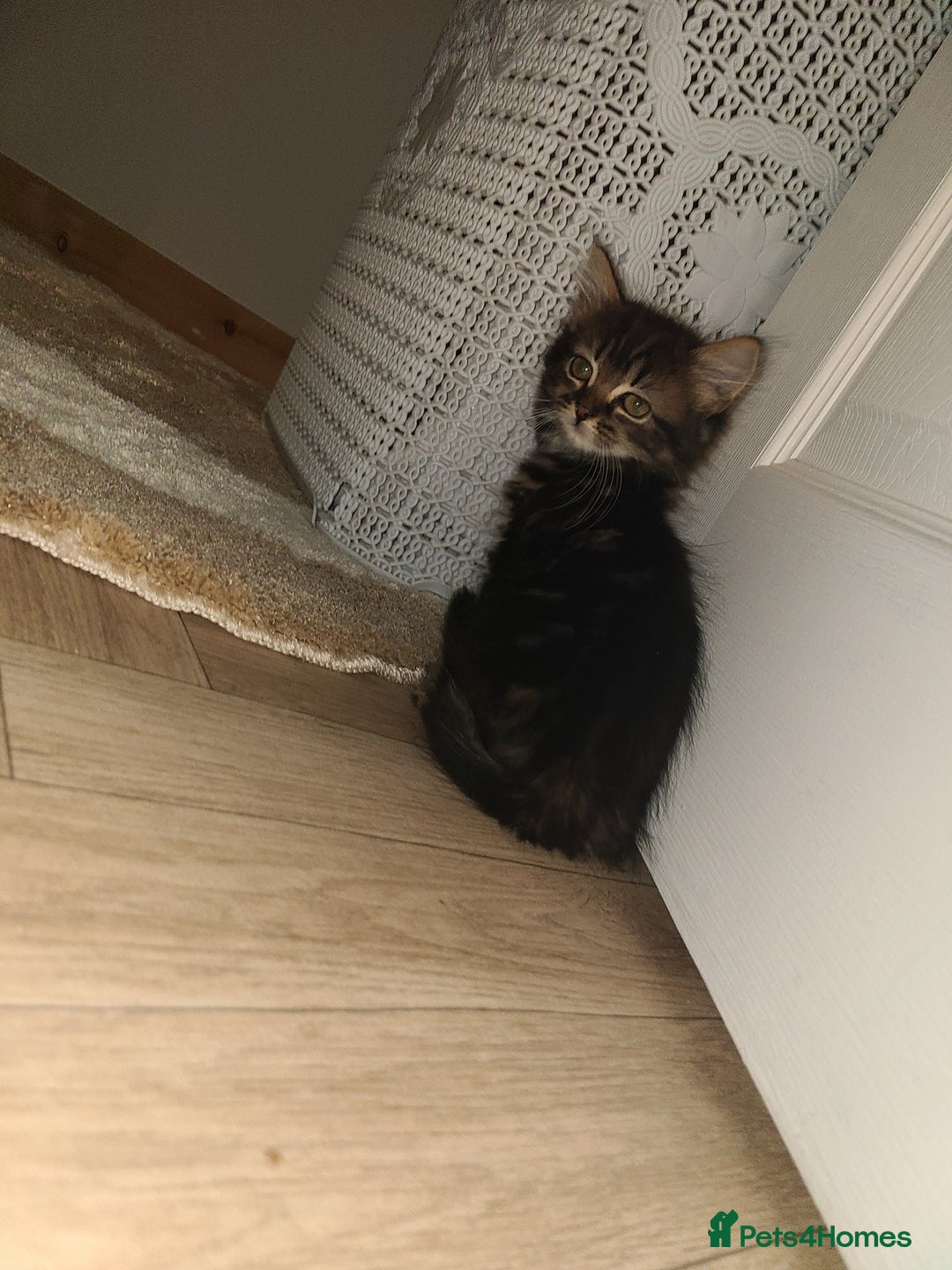 Mixed Breed cats for sale: Maincoon x tabby kittens  - Advert 4