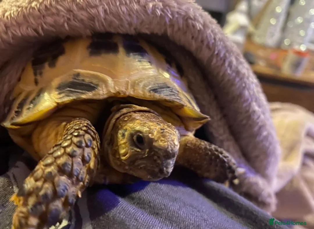 Hermann Tortoise reptiles for sale: Male tortoise for sale  in Hyde - Advert 9