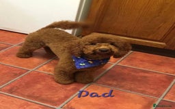 Mini Goldendoodle dogs for sale: 👑Superb Rare Toy/Mini Deepest Red Goldendoodles👑 - Image 32