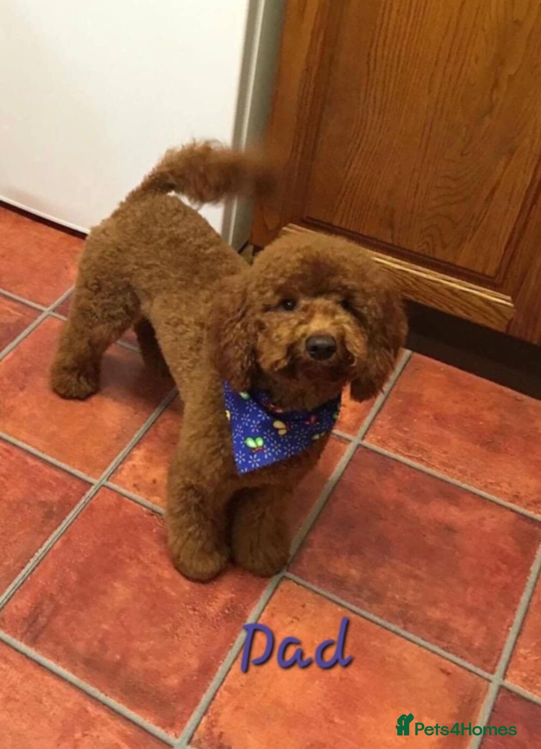 Mini Goldendoodle dogs for sale: 👑Superb Rare Toy/Mini Deepest Red Goldendoodles👑 - Image 32