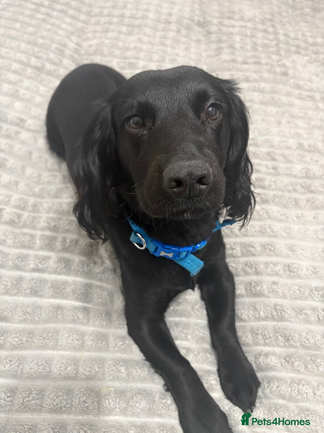 Cocker Spaniel dogs for sale: Working cocker spaniel  - Advert 3