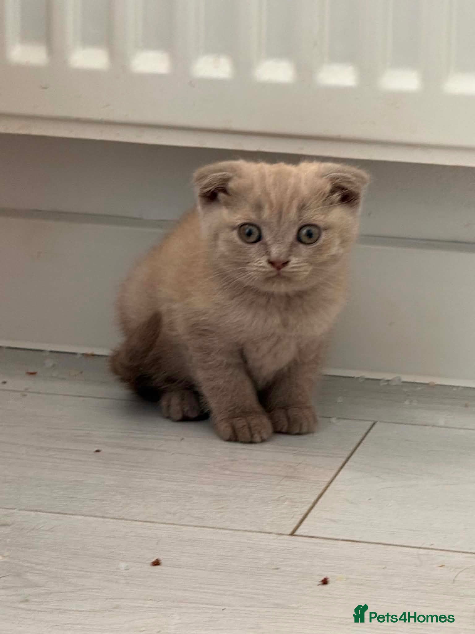 Scottish Fold cats 😻Scottish fold last boy available 🥰🥰🥰 - Advert 2