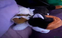 Guinea Pig rodents for sale: 2 male guinea pigs - Image 10