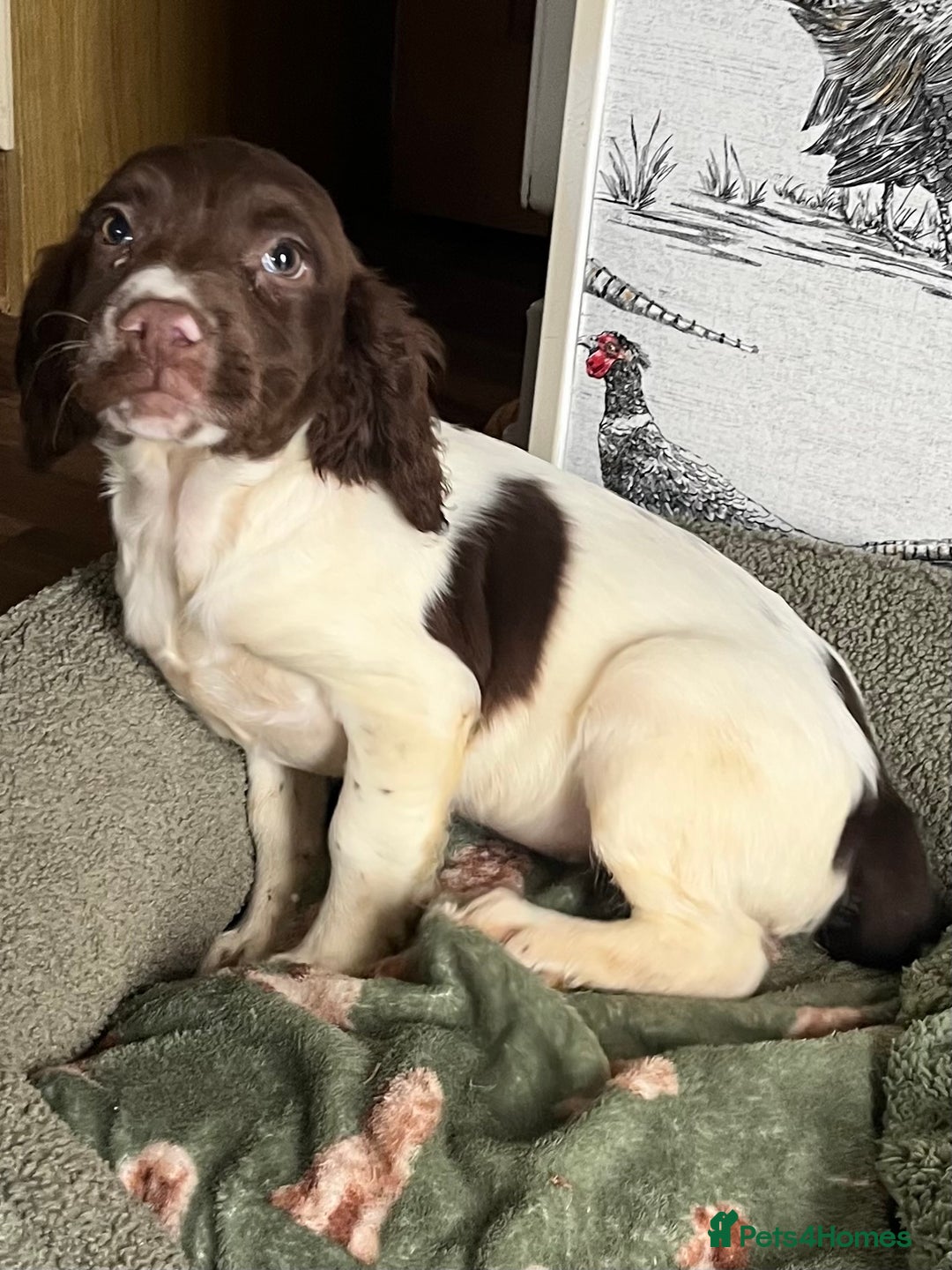 English Springer Spaniel dogs for sale: Working Springer Spaniel Bitch Pup - Advert 4