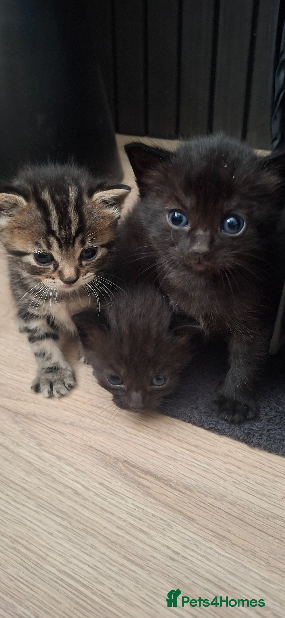 Mixed Breed cats for sale: British longhaired x kittens  in Leiston - Advert 3