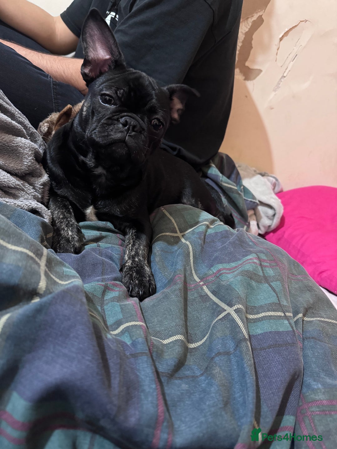 Frug dogs for stud: French Bulldog. Frug. STUD ONLY - Advert 3