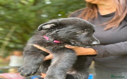 German Shepherd dogs for sale: German shepherd puppies ready to leave now - Image 20