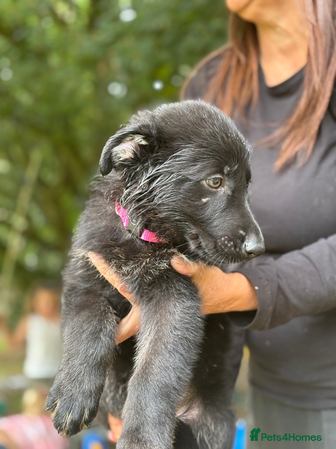 German Shepherd dogs for sale: German shepherd puppies ready to leave now - Image 20