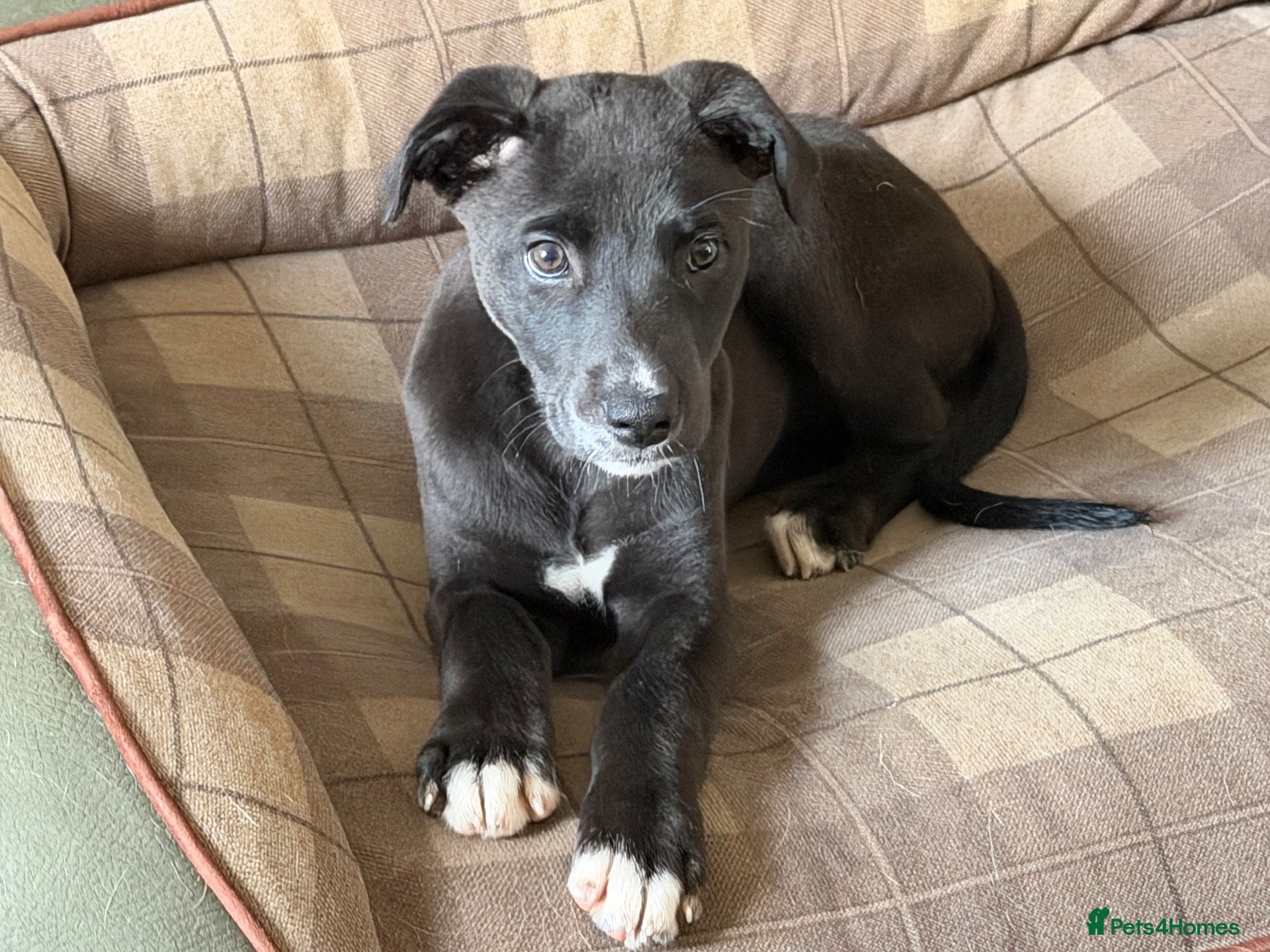 Mixed Breed dogs 12 week old female whippet x greyhound  - Advert 6