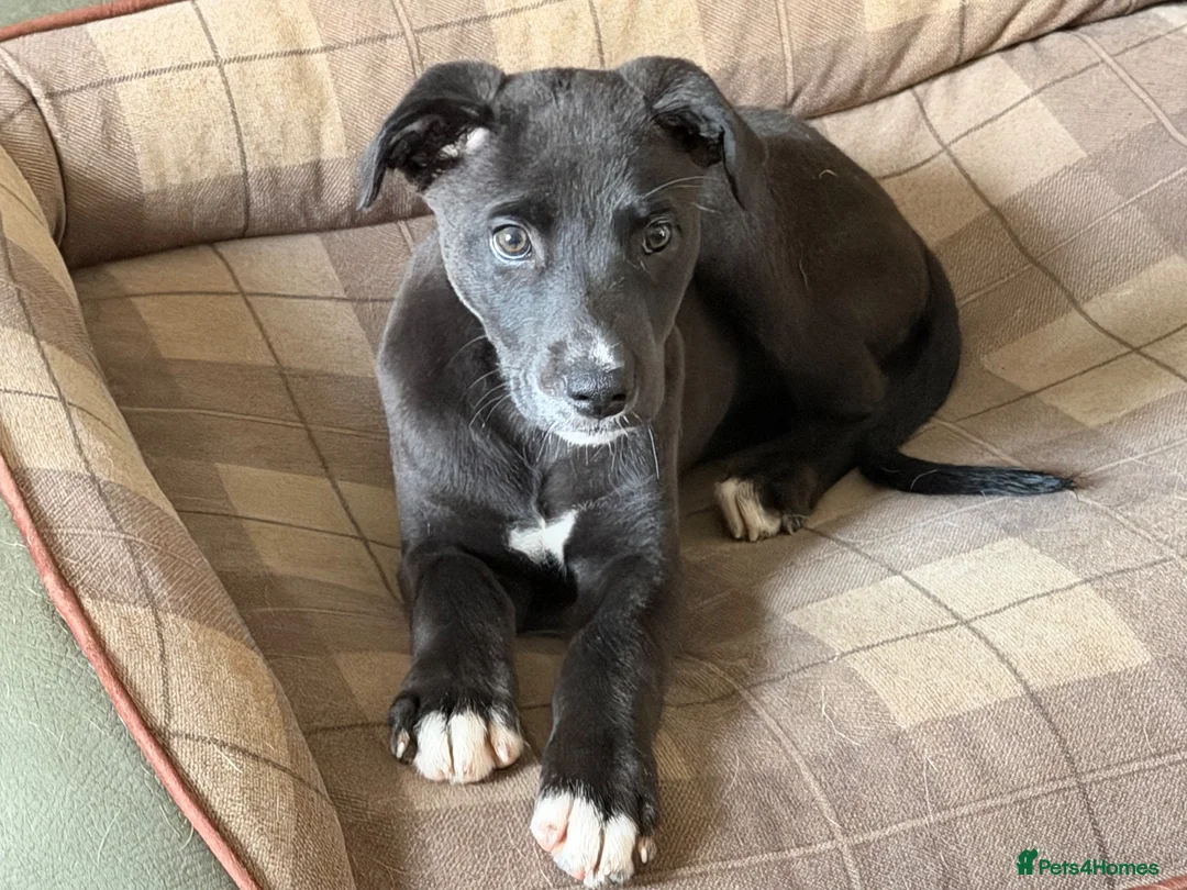 Mixed Breed dogs for sale: 12 week old female whippet x greyhound  - Advert 1