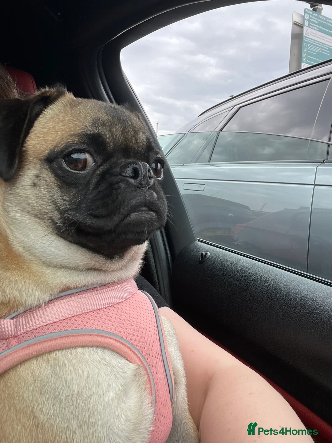 Pug dogs for sale: Loving Home Needed for 2-Year-Old Female Pug in Aldershot - Advert 2