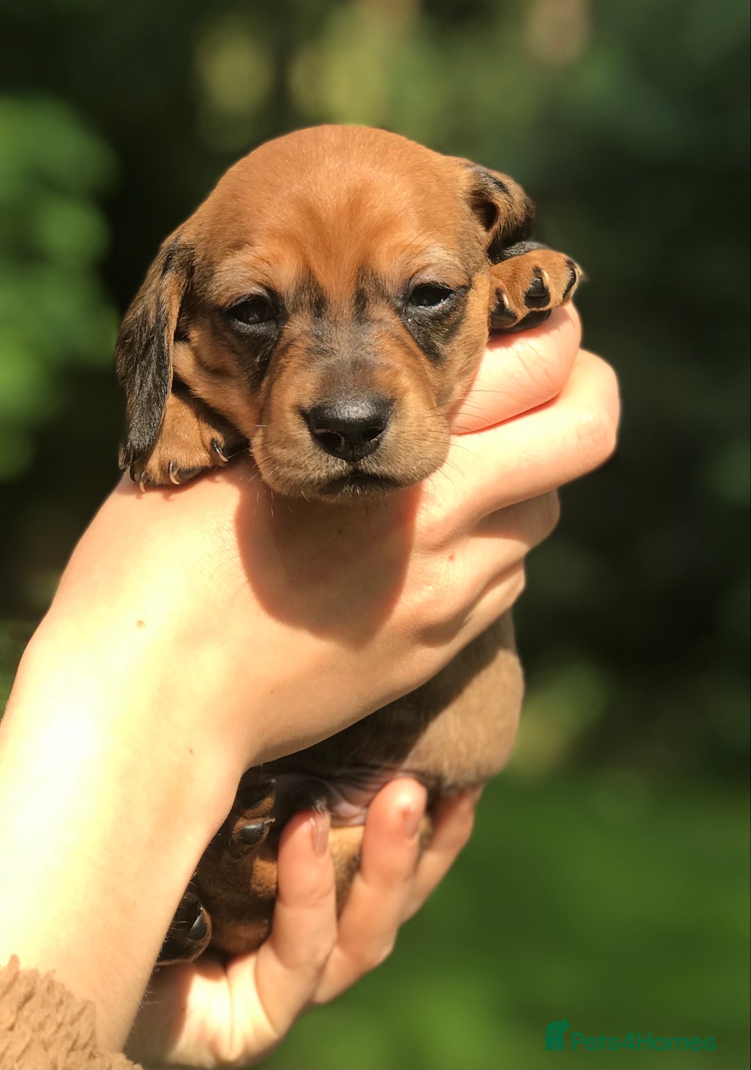 Dachshund dogs for sale: Miniature Silky Wirehaired Dachshund puppies! - Image 2
