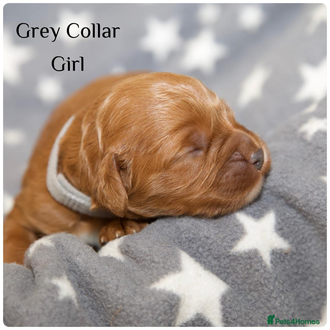 Cockapoo dogs for sale: Gorgeous Fox Red Cockapoo Puppies avail 15/12/25 - Image 21