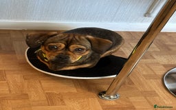 Mixed Breed dogs for sale: Mixed breed  - Image 1
