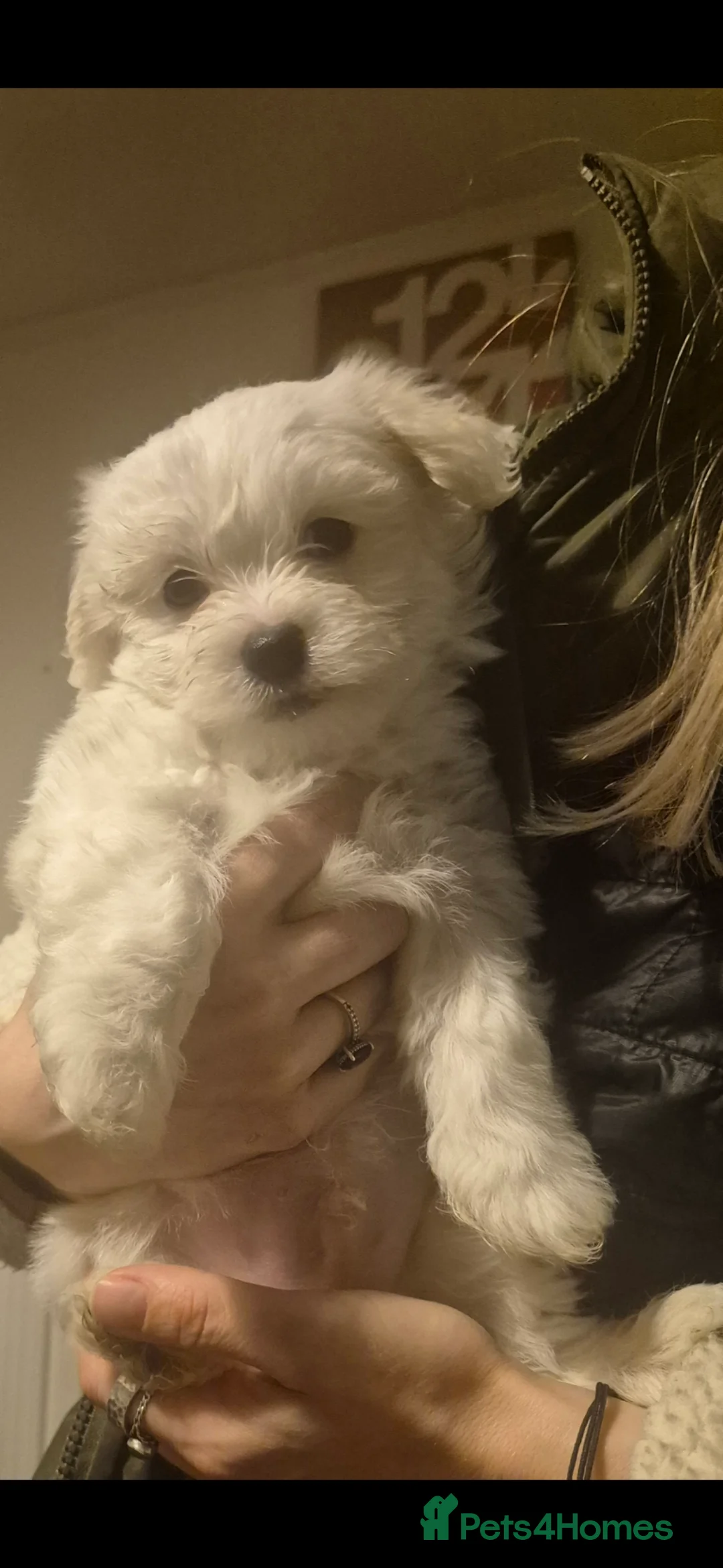 Mixed Breed dogs for sale: LAST PUPPY STUNNING RARE COTONESE  - Advert 1