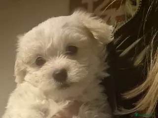 Mixed Breed dogs LAST PUPPY STUNNING RARE COTONESE - Advert 9