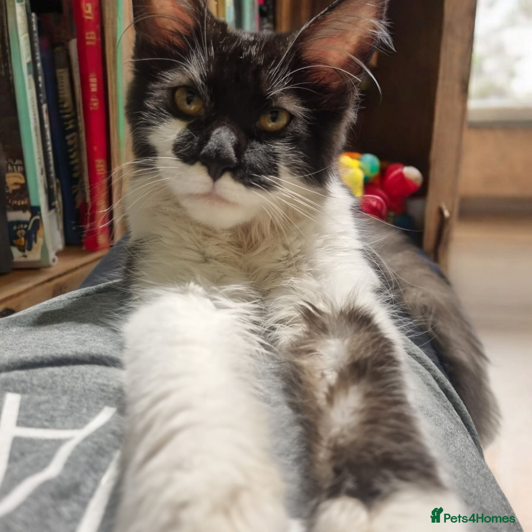 Maine Coon cats for sale: Female Maine Coon kitten - Image 11