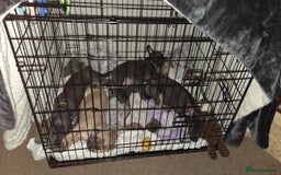 Mixed Breed dogs for sale: 🐶 Lovely Frenchie x Chihuahua Puppies - Image 12