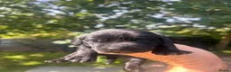 Cockerdor dogs for sale: Cockerdor puppy  - Advert 8