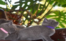 British Shorthair cats for sale: BSH Blue kittens, 3xgirls 3xboys - Image 13