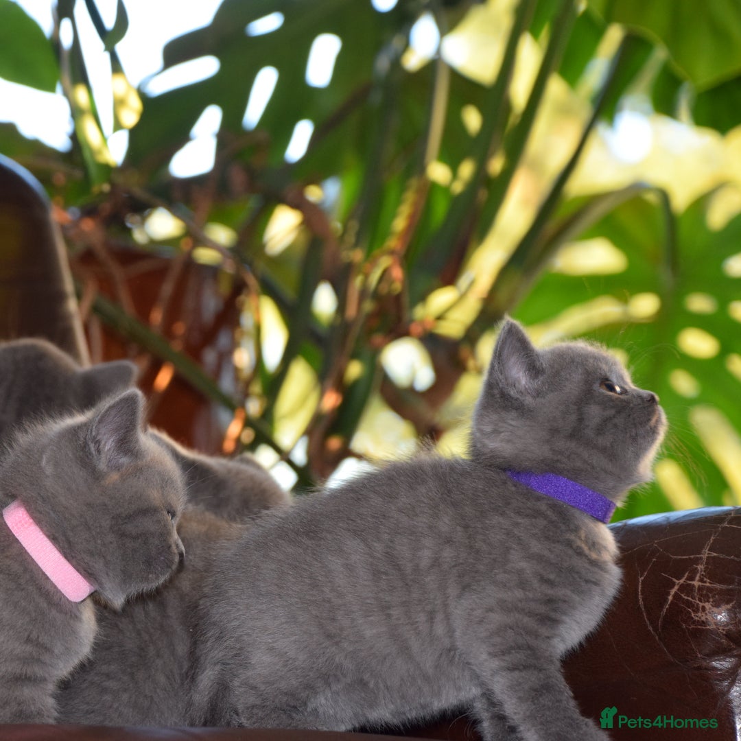 British Shorthair cats for sale: BSH Blue kittens, 3xgirls 3xboys - Image 13