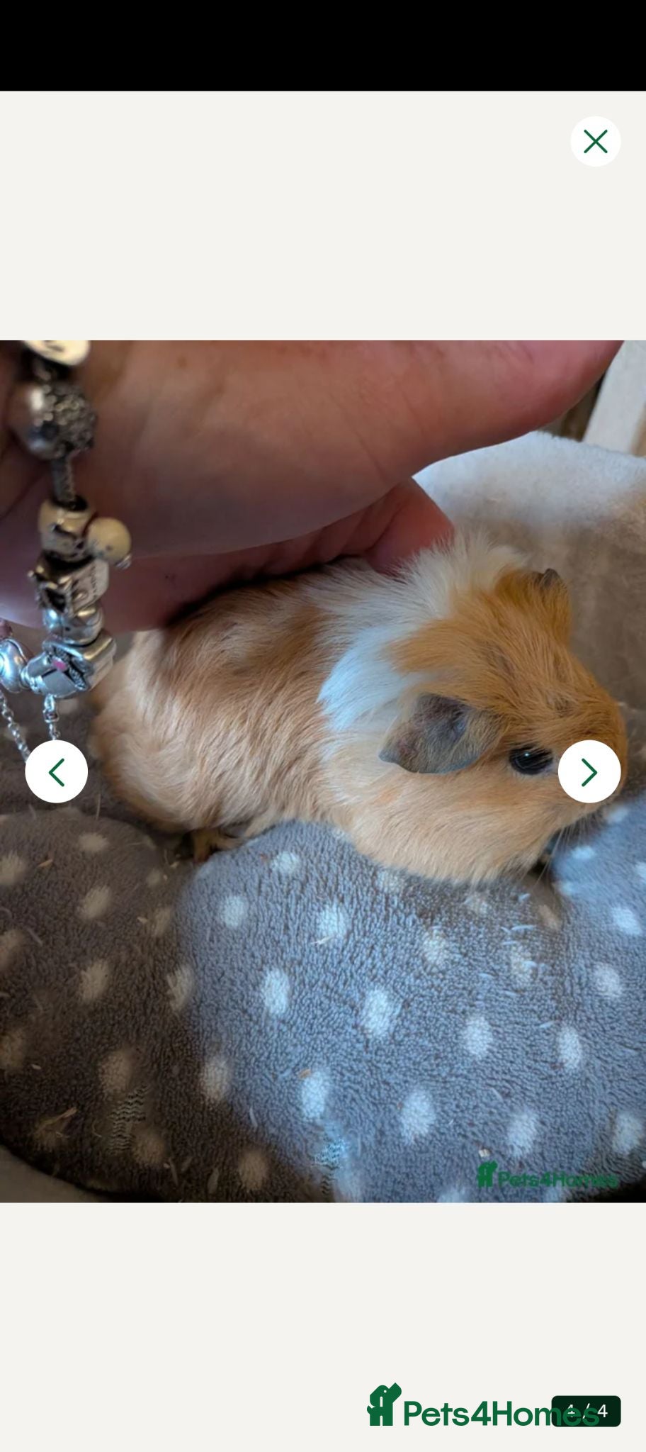Guinea Pig rodents Baby boy Guinea pigs ready now  - Advert 18