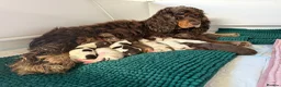 Cocker Spaniel dogs for sale: *DNA clear* Show type cocker spaniel puppies - Advert 1