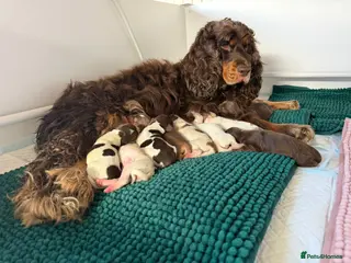 Cocker Spaniel dogs *DNA clear* Show type cocker spaniel puppies - Advert 2