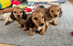 Miniature Dachshund dogs for sale: Longhaired shaded red puppies - Image 1
