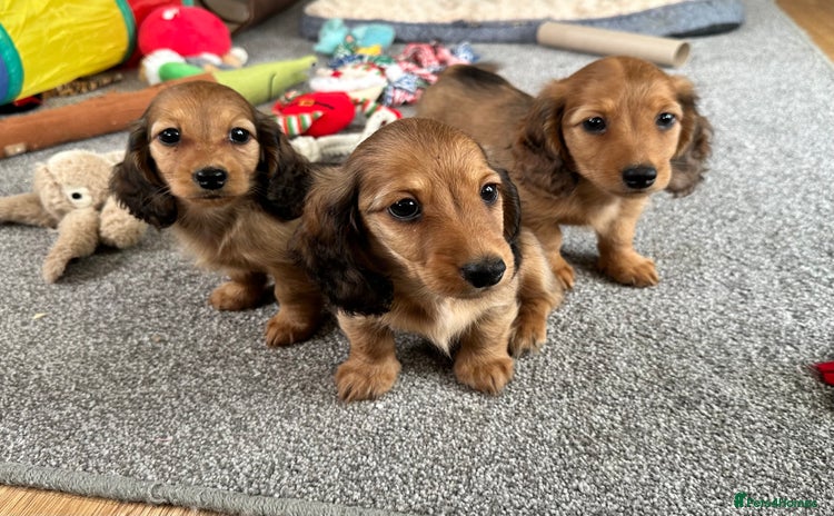 Miniature Dachshund dogs - Advert 2