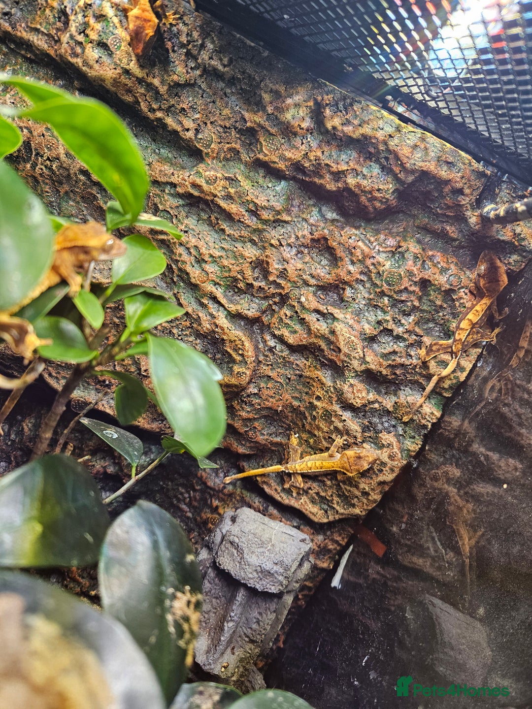 Gecko reptiles for sale: Crested gecko baby's - Advert 5