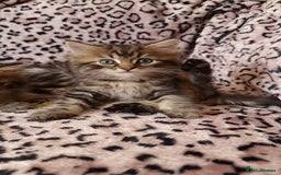 Perdoll cats for sale: Perdoll Kittens only boys - Image 5