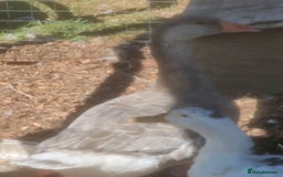 Lovebirds birds for sale: Female lavender goose for sale  - Image 5