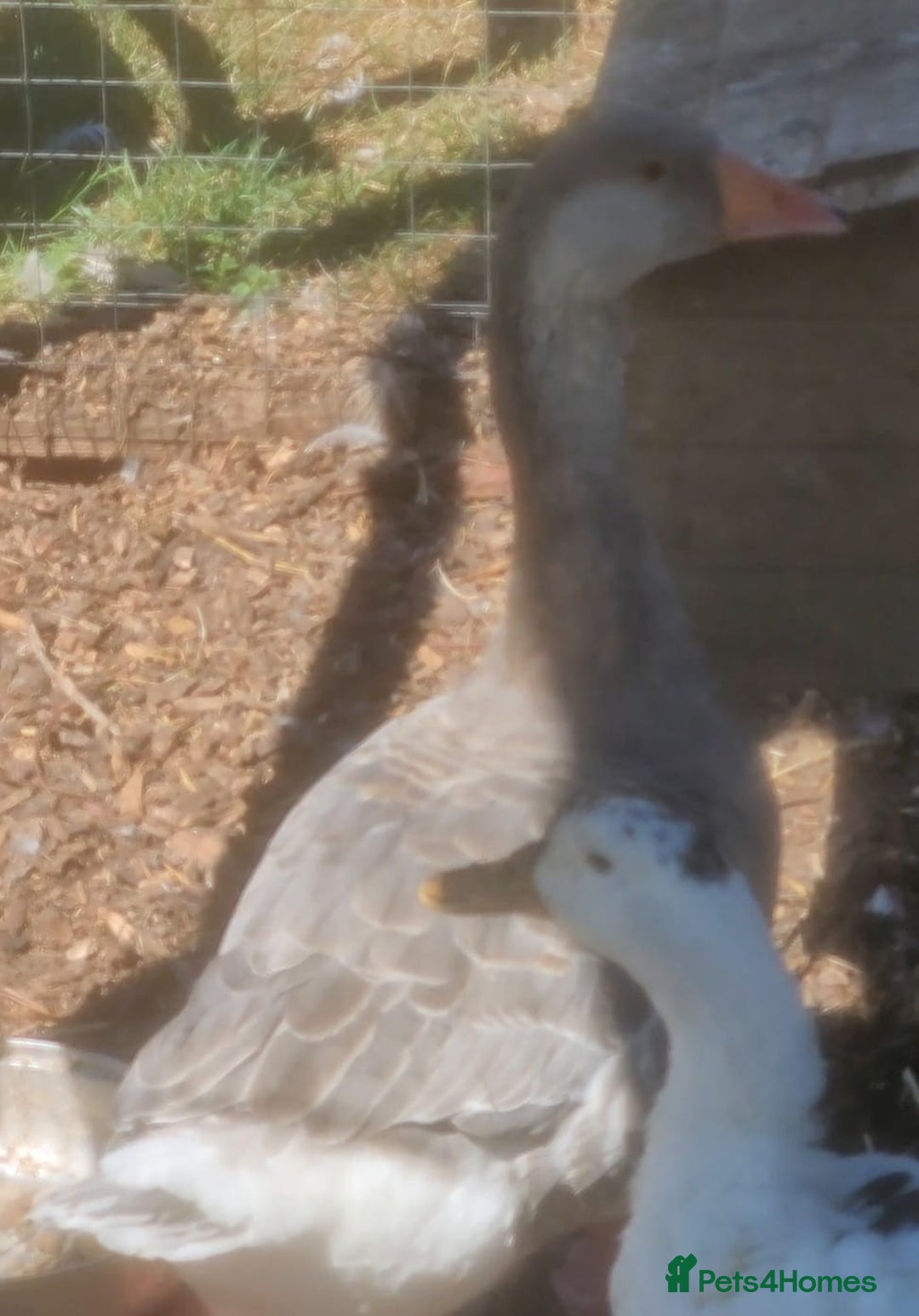 Lovebirds birds for sale: Female lavender goose for sale  - Image 5
