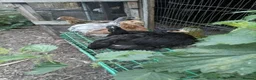 Chickens poultry for sale: Brahma in Newark - Advert 3
