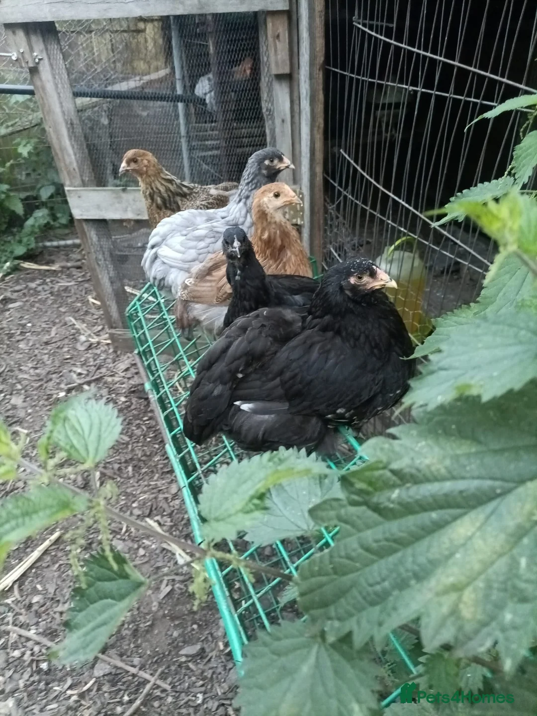 Chickens poultry for sale: Brahma in Newark - Advert 3