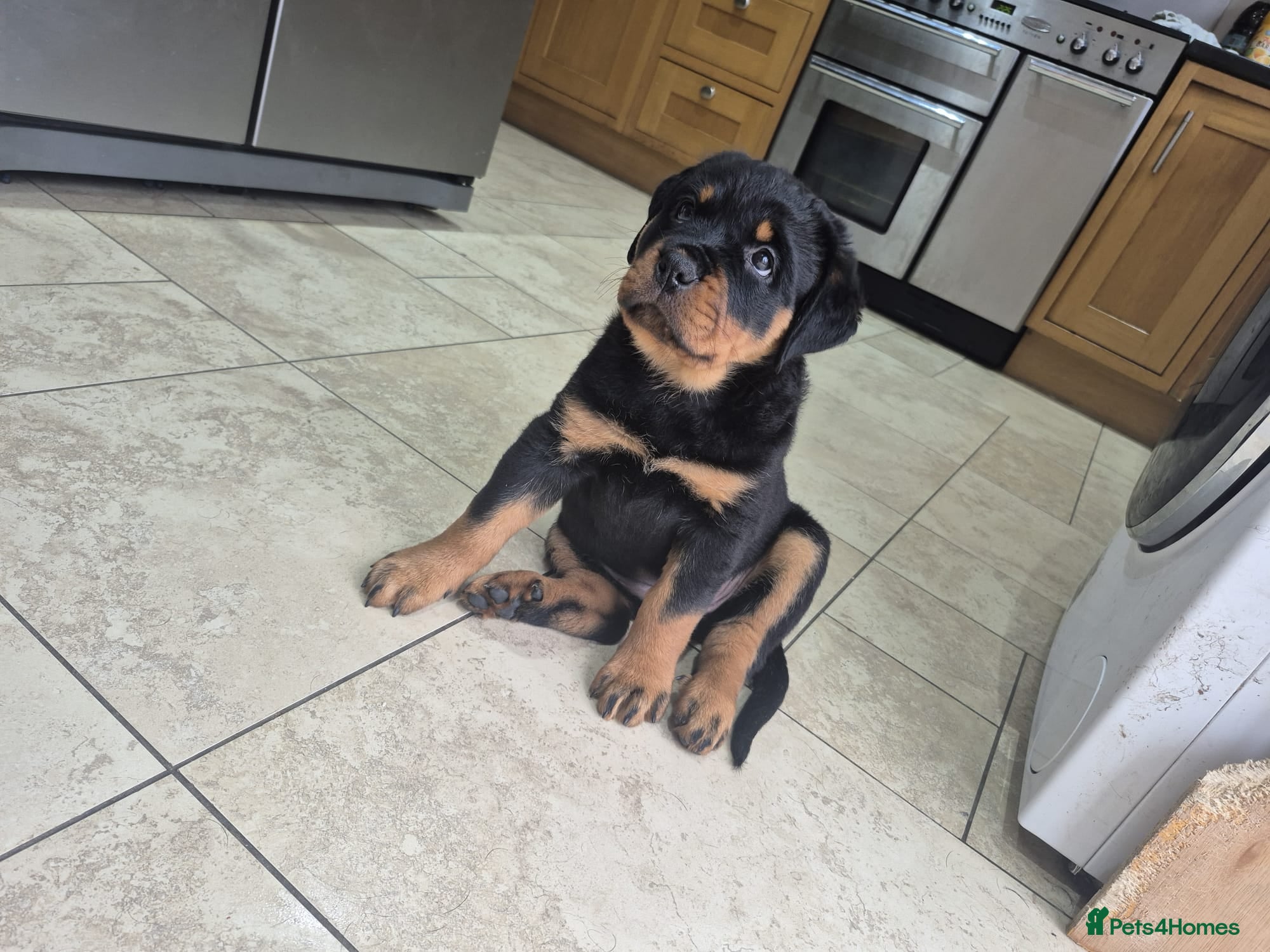 Rottweiler dogs Both Parents Elbows/hips scored, LEMP/JLPP Clear - Advert 2